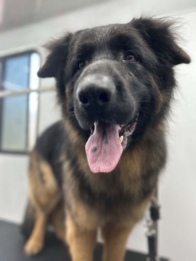 LONG ISLAND LOVES PETS MOBILE GROOMING Updated October 2024 11