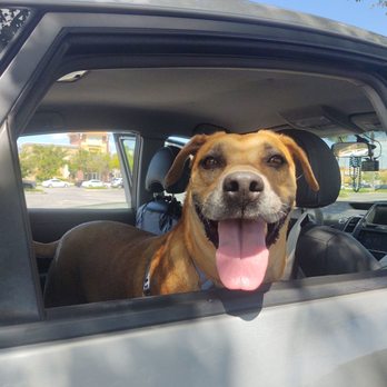 SPCA Florida - Animal Shelters Near Me - Lakeland, Florida SPCA Florida - Animal Shelters Near Me - Lakeland, Florida