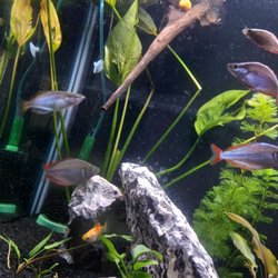 Causeway Pets - Dwarf Neon Rainbows from Causeway Pets