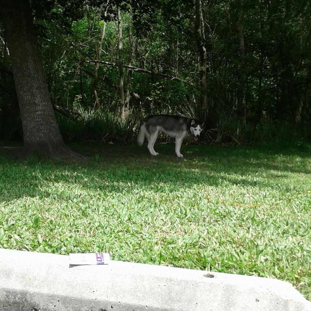 Bayou Segnette State Park - Lots of shade at campsite for humans and animals - Parks Near Me - Westwego, Louisiana Bayou Segnette State Park - Lots of shade at campsite for humans and animals - Parks Near Me - Westwego, Louisiana