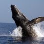 Photo of Aloha Ocean Excursions