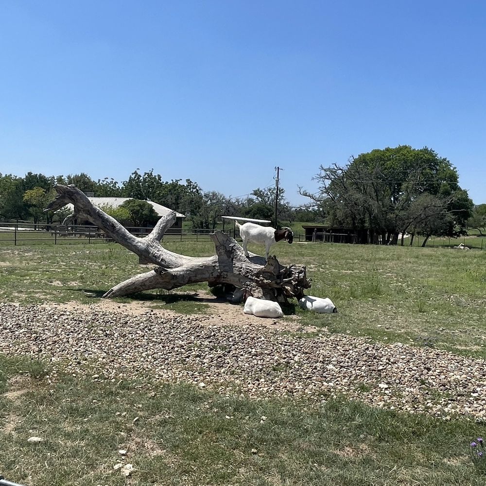 Singing Water Vineyards - Goats - Wine Tasting Room Near Me - Comfort, Texas Singing Water Vineyards - Goats - Wine Tasting Room Near Me - Comfort, Texas