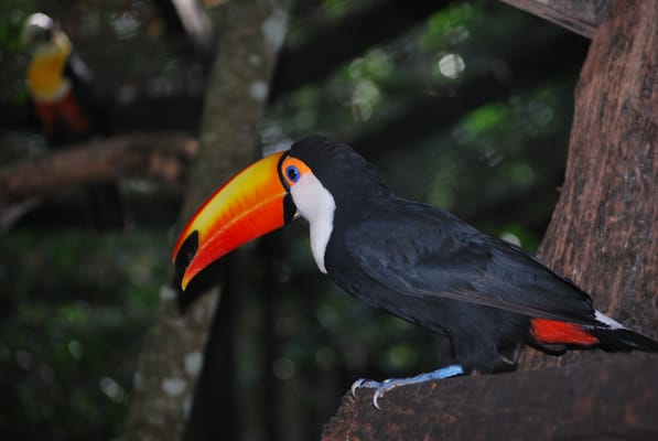 Parque das Aves by null