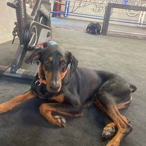 Photo of Wild Card Boxing Club & Wild Card Boxing Store - Los Angeles, CA, United States. Sultán