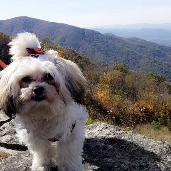 the dog chef - Pet Stores Near Me - Baltimore, Maryland