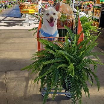 The Home Depot - Nurseries & Gardening Near Me - Lady Lake, Florida The Home Depot - Nurseries & Gardening Near Me - Lady Lake, Florida