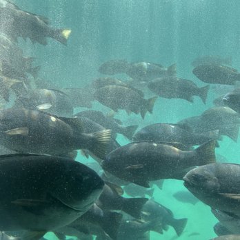 Catalina Adventure Tours - Look at these beauties, the opal eyes - Tours Near Me - Avalon, California