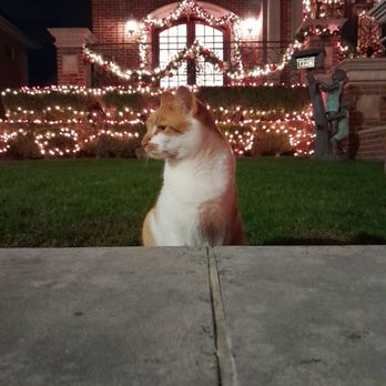 Dyker Heights Christmas Lights - Bus Tours Near Me Dyker Heights Christmas Lights - Bus Tours Near Me
