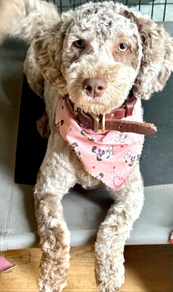 DOGGONE DIRTY PET GROOMING Updated March 2024 13 Photos 317 N