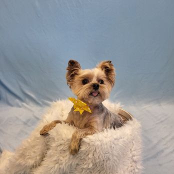 GroomXpress - Pet Groomers Near Me - Glendale, Arizona