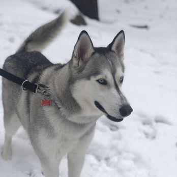 Pawsitive Connection Dog Training - Pet Training Near Me - Kingman, Arizona
