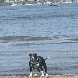 Luckie is having fun at this beach. Luckie is having fun at this beach.