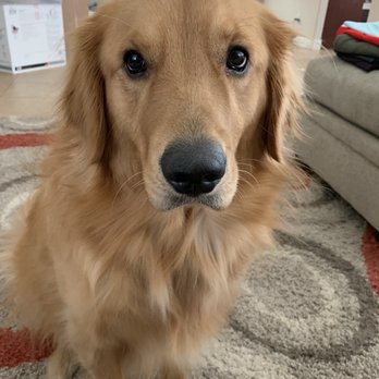 Stinky Dawg - Before - Pet Groomers Near Me - San Marcos, Texas Stinky Dawg - Before - Pet Groomers Near Me - San Marcos, Texas