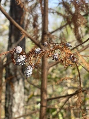 Alligator River National Wildlife Refuge by null