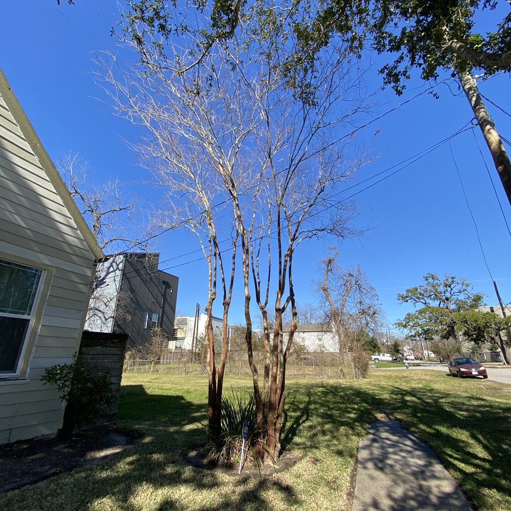 Cortes Tree Services - Crape Myrtles (finished product) - Tree Services Near Me Cortes Tree Services - Crape Myrtles (finished product) - Tree Services Near Me