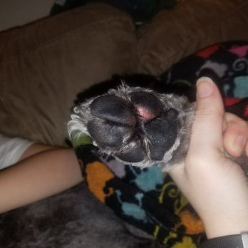 PetSmart - The groomer shave my dogs pad off - Pet Training Near Me - Hillsboro, Oregon