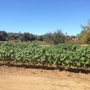 Farm Stand West, Fresh Produce, Pumpkin Patch, Christmas Trees - Fruits & Veggies Near Me - Escondido, California Farm Stand West, Fresh Produce, Pumpkin Patch, Christmas Trees - Fruits & Veggies Near Me - Escondido, California