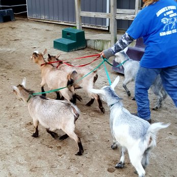 Sarah's Pony Rides - Kids in a Herd - Horseback Riding Near Me - Willow Springs, Illinois