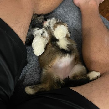 Oahu_Puppies - Pet Breeders Near Me Oahu_Puppies - Pet Breeders Near Me