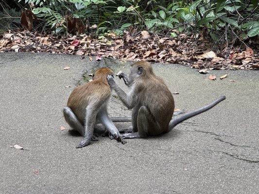 Bukit Timah Nature Reserve by null