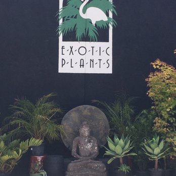 Exotic Plants - The outside of Exotic Plants - Nurseries & Gardening Near Me - Sacramento, California Exotic Plants - The outside of Exotic Plants - Nurseries & Gardening Near Me - Sacramento, California