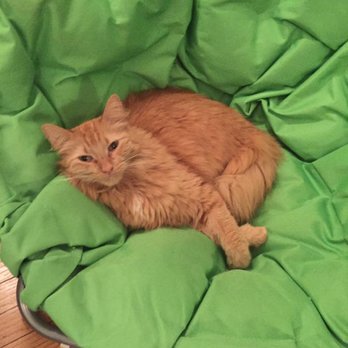 Felines & Canines - Favorite napping place - Animal Shelters Near Me - Chicago, Illinois