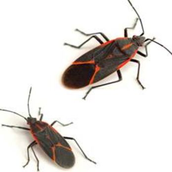 Alpha Pest Management - Box elder bugs - Pest Control Near Me