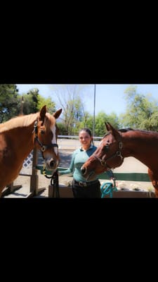 Le Cheval Sport Horses by null