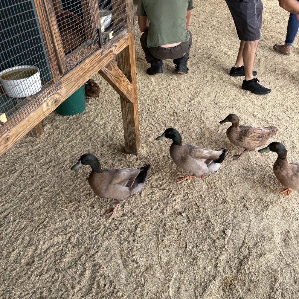 a man feeding ducks a man feeding ducks