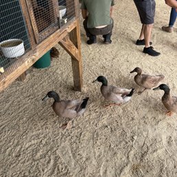 a man feeding ducks