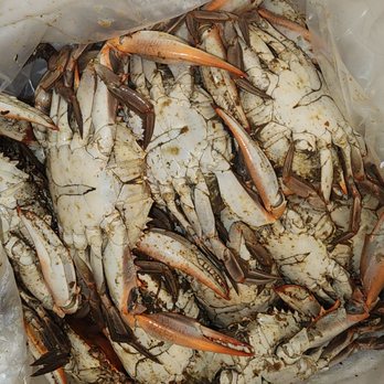 Chesapeake Crab Connection - steamed blue crabs - medium - Seafood Near Me - Lancaster, Pennsylvania Chesapeake Crab Connection - steamed blue crabs - medium - Seafood Near Me - Lancaster, Pennsylvania