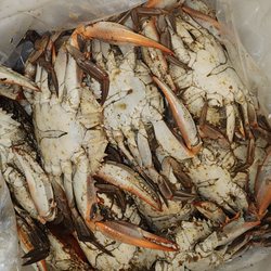 Chesapeake Crab Connection - Steamed blue crabs - medium