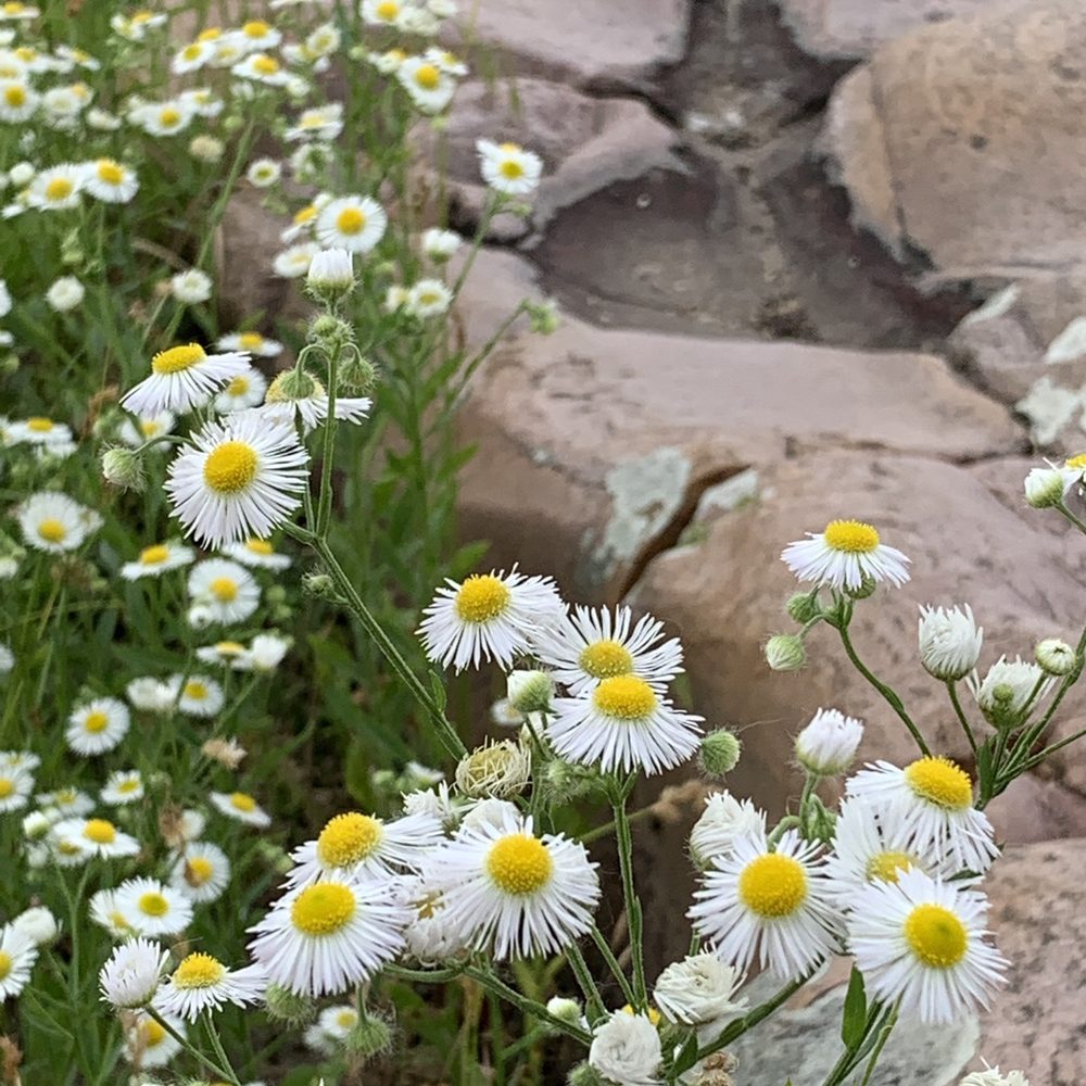 Falls Park - Parks Near Me - Sioux Falls, South Dakota Falls Park - Parks Near Me - Sioux Falls, South Dakota