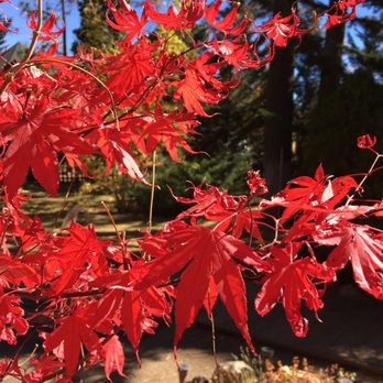 Eagle's Nest Bed & Breakfast - Enjoy a little fall at Eagle's Nest! - Big Bear Lake, CA