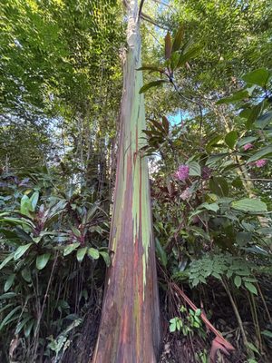 Garden of Eden Arboretum by null