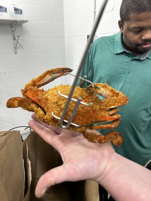 Carnival Crabs by null