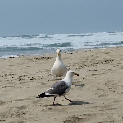 Little Creek Cove Beach Resort by null