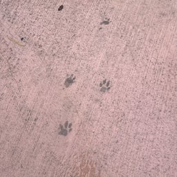 Joeys Paw Prints Joeys Paw Prints