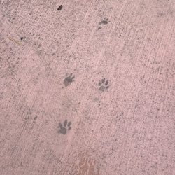 A-1 Concrete - Joeys Paw Prints