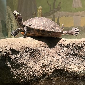 Denver Zoo - Zoos Near Me - Denver, Colorado Denver Zoo - Zoos Near Me - Denver, Colorado