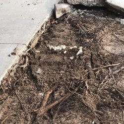 Stolec Construction - Root System under driveway