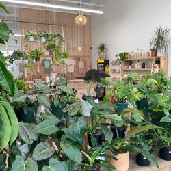 Grow Plant Shop