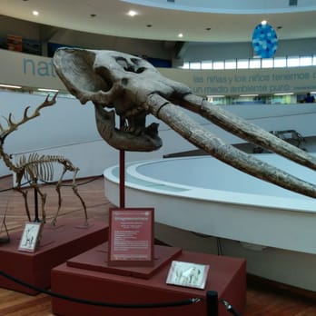Museo de Ciencias Naturales - Fossil friends big and small inside the museum. - Museums Near Me - Córdoba, X