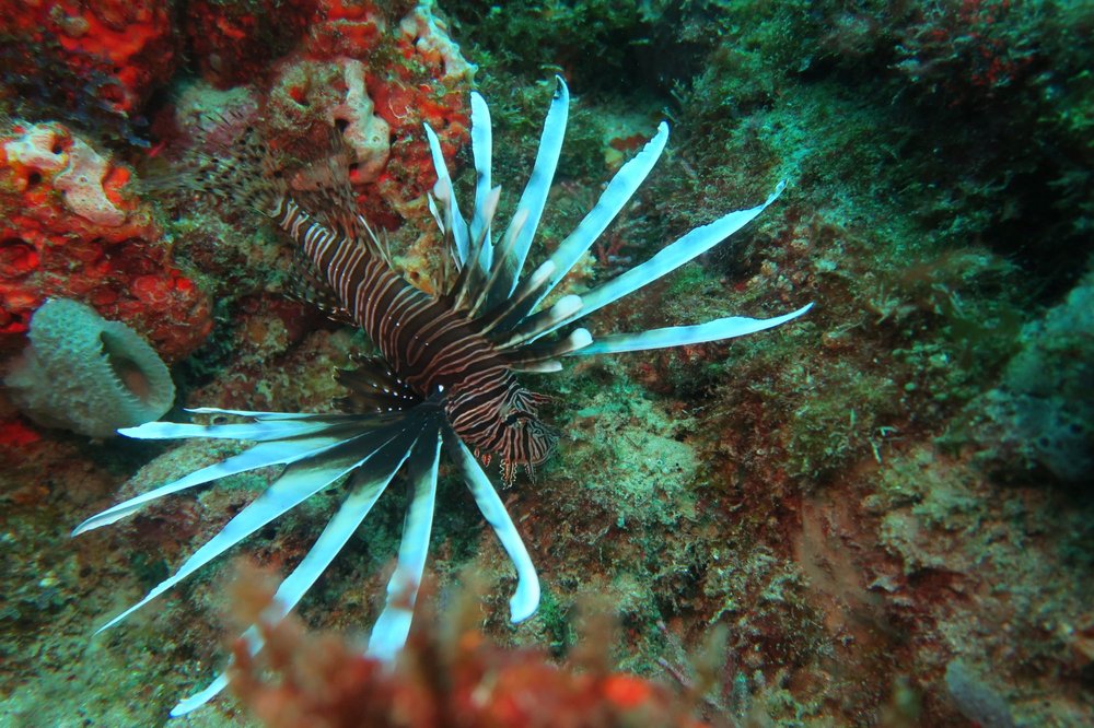 FORCE E SCUBA CENTERS 28 Reviews 155 E Blue Heron Bridge Blvd