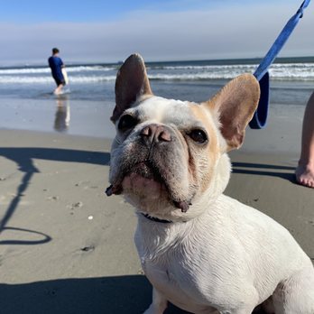 Coronado Dog Beach - Beaches Near Me - Coronado, California