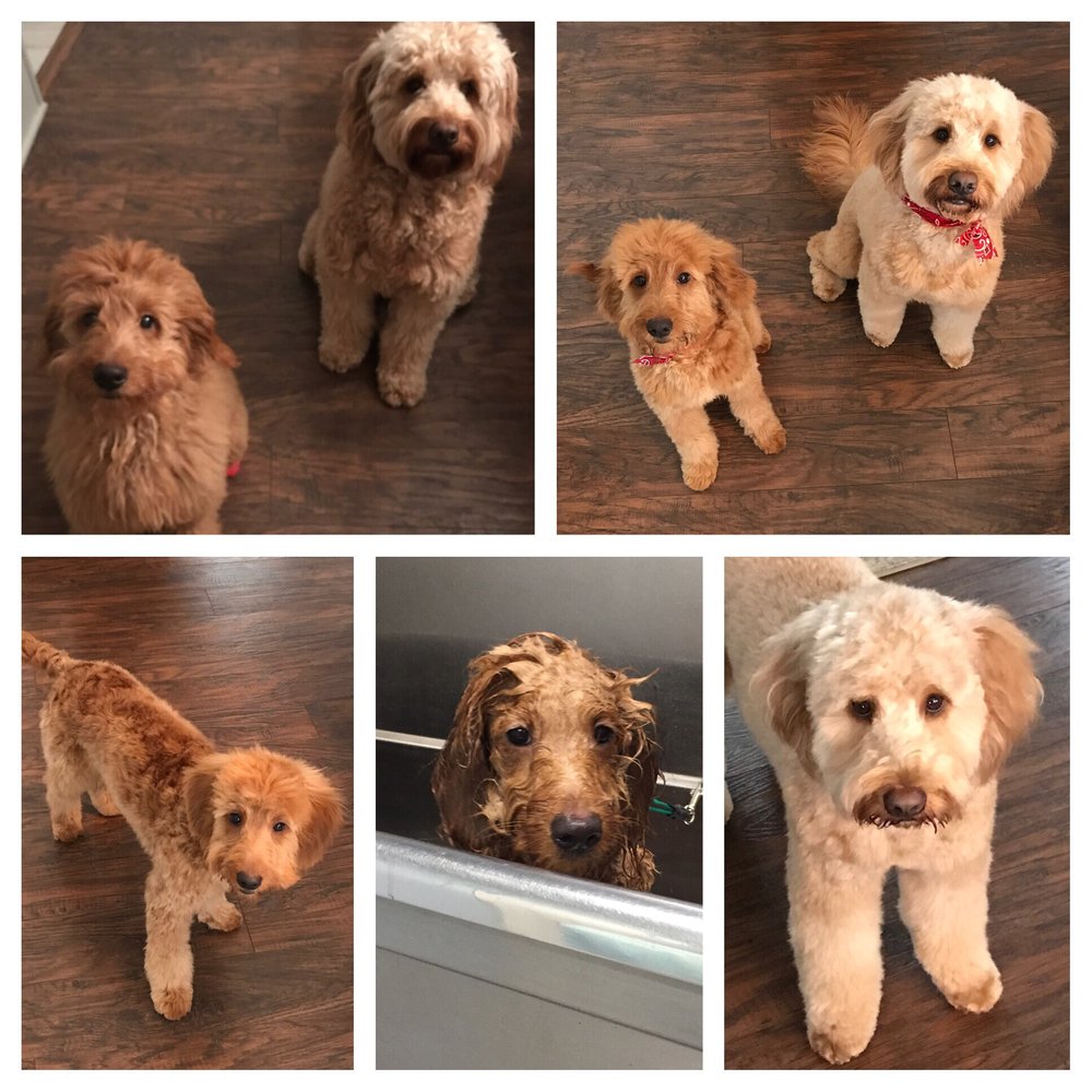 LAKE NORMAN PET GROOMING Updated September 2024 10 Photos 18920