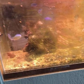 Jack's Pet Center - Showing how dirty this fish tank is - Pet Stores Near Me - Great Falls, Montana Jack's Pet Center - Showing how dirty this fish tank is - Pet Stores Near Me - Great Falls, Montana