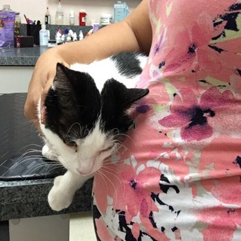 Animal Eye Care - 3 month follow up from skin graft surgery for Eyelid Agenesis - Veterinarians Near Me - Fremont, California