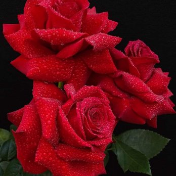 Martin Landscaping - a bouquet of red roses - Landscaping Near Me - Los Angeles, California Martin Landscaping - a bouquet of red roses - Landscaping Near Me - Los Angeles, California