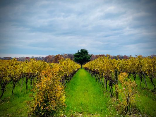 South River Vineyard by null